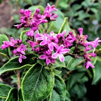 Detail of bright purple flower buds on branch with green leaves