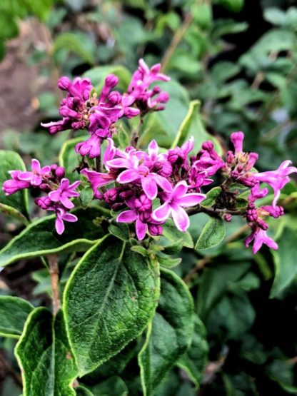 Detail of bright purple flower buds on branch with green leaves