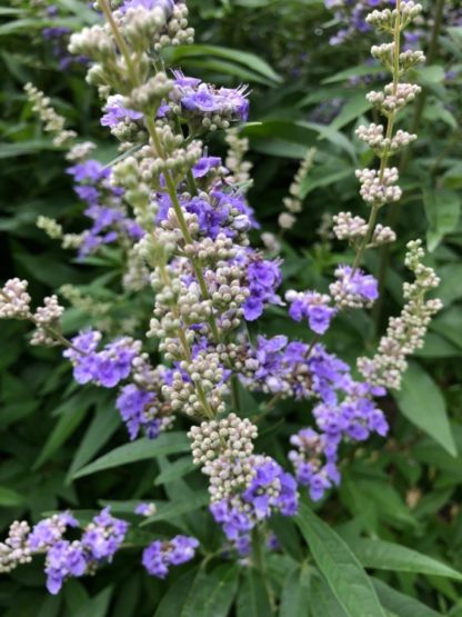 Close-up of spiky purple flowers and buds surrounded by green leaves