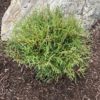 A compact, round, evergreen shrub with feathery needles planted in front of a rock