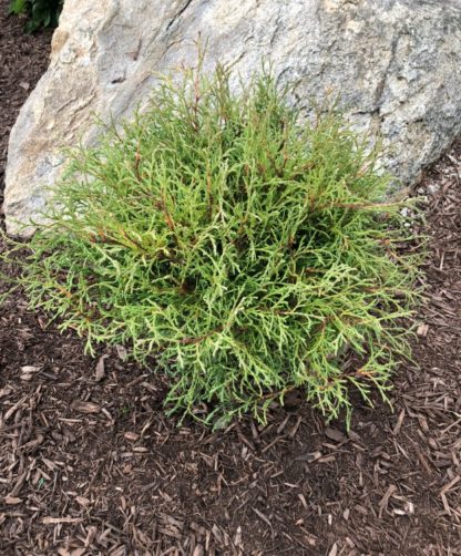 A compact, round, evergreen shrub with feathery needles planted in front of a rock