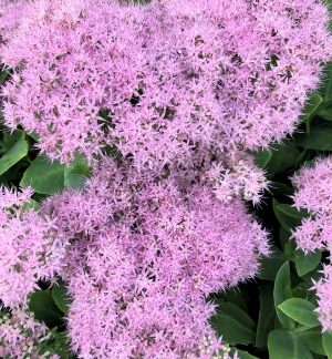 brilliant stonecrop flowers