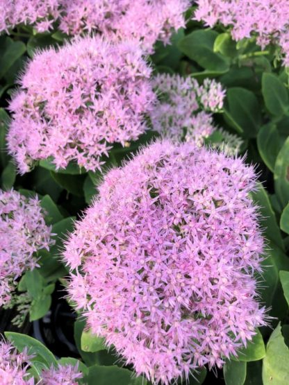 brilliant stonecrop flowers