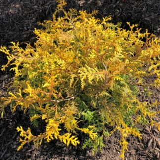 Small shrub with lacy, golden-yellow, evergreen foliage in mulch