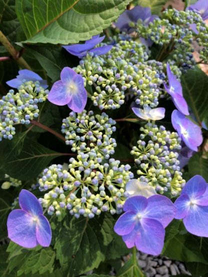 Close-up of large, blue, flat-shaped flower