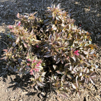 Small shrub with purplish leaves and a few bright pink flower buds planted in brown mulch