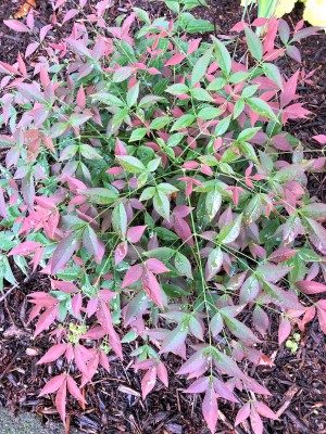 Close-up of small plant with green and red leaves