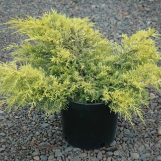 Small shrub with yellow needled foliage in black nursery pot