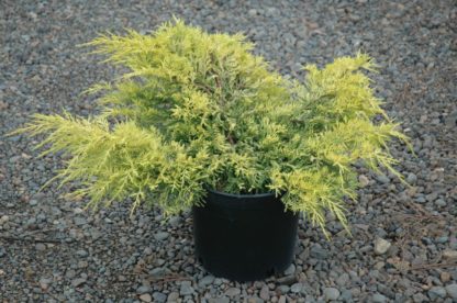 Small shrub with yellow needled foliage in black nursery pot