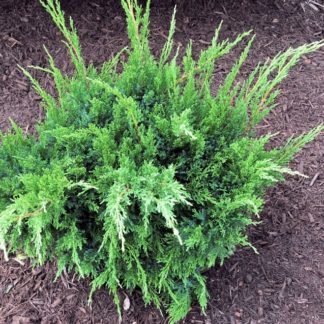 Small green shrub with needled foliage in mulched garden