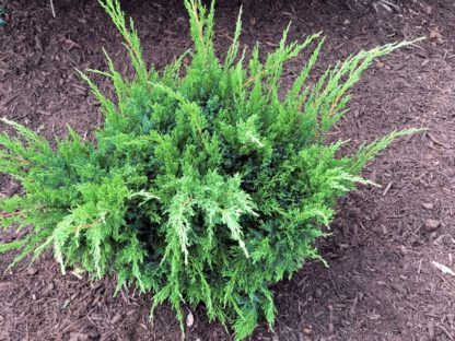 Small green shrub with needled foliage in mulched garden