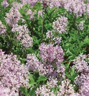 Soft-purple flowers on green shrub