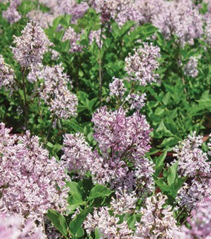 Soft-purple flowers on green shrub