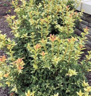 Small shrub with green, white and red leaves in garden in front of brick wall