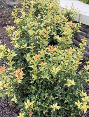 Small shrub with green, white and red leaves in garden in front of brick wall