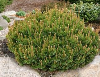 Small round evergreen with green and brown needles planted in rock garden