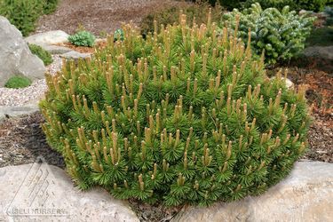 Small round evergreen with green and brown needles planted in rock garden
