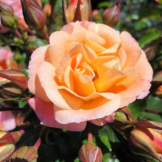 Close-up of small apricot flower surrounded by green leaves