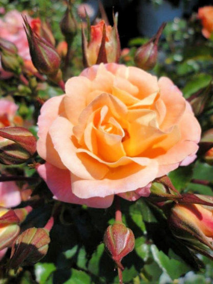 Close-up of small apricot flower surrounded by green leaves