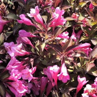 Bright pink trumpet-like flowers blooming on dark burgundy foliage