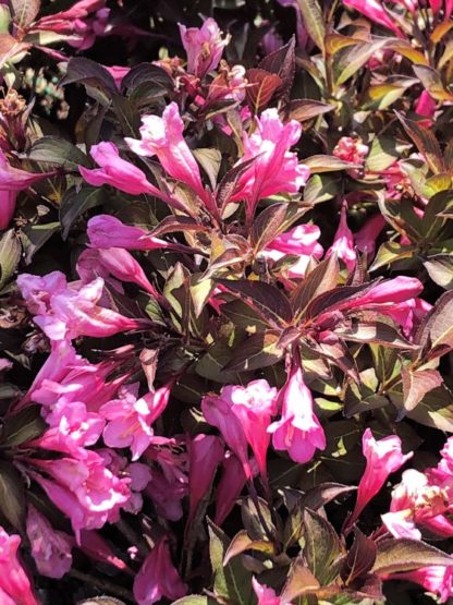Bright pink trumpet-like flowers blooming on dark burgundy foliage