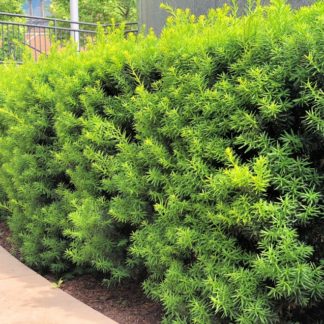 Row of shrubs with green needle like foliage planted in brown mulch along a sidewalk