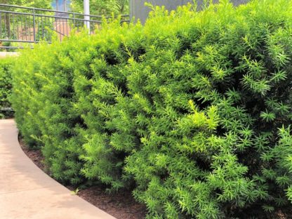 Row of shrubs with green needle like foliage planted in brown mulch along a sidewalk
