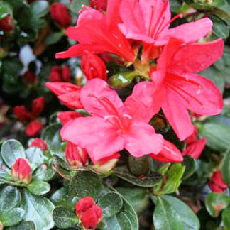 Close-up of bright red flowers surrounded by green leaves and red buds