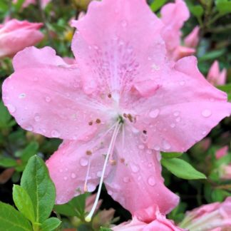 Close-up of light-pink azalea flower with water droplets surrounded by green leaves