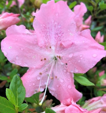 Close-up of light-pink azalea flower with water droplets surrounded by green leaves