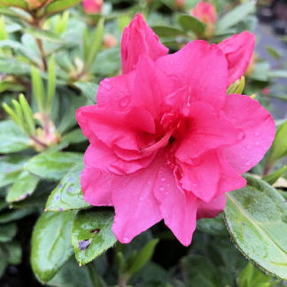 Close-up of bright pink azalea flower surrounded by green leaves