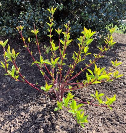 Small shrub with bright red branches and newly emerging new leaves in garden with mulch