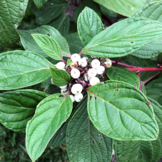 Cluster of small white berries surrounded by green leaves on red stems