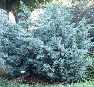 Mature shrub with blue needled foliage planted in lawn