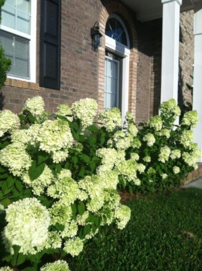 Row of mature shrubs with large green leaves and masses of big, white flowers in garden next to house