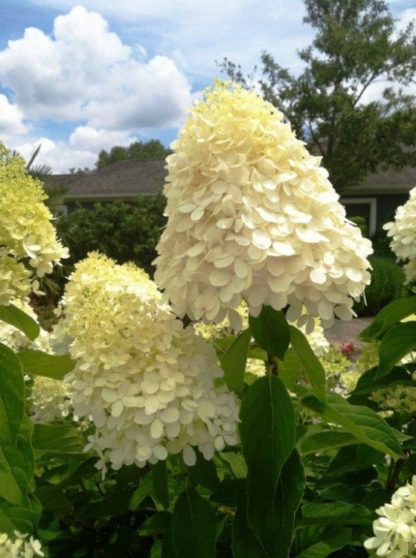 Close-up of large, white, cone-shaped flower and large green leaves in front of house