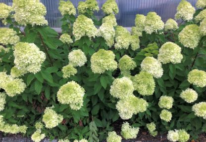 Row of mature shrubs with large green leaves and masses of big, white flowers in garden next to glass wall