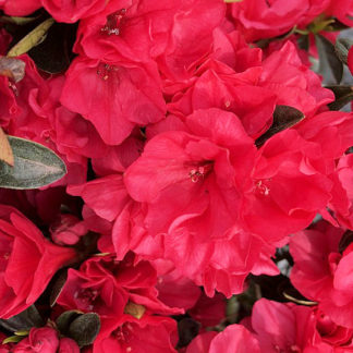 hershey red azaleas