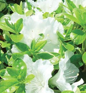 pleasant white azalea
