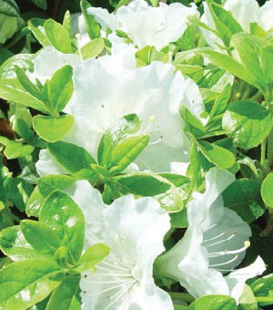Close-up of white flowers surrounded by green leaves