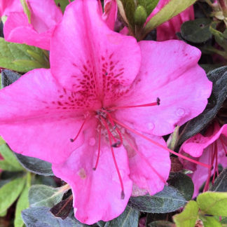 Close-up of bright pink flower surrounded by green leaves