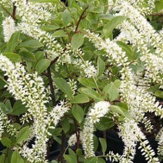 Close-up of white tube-like flowers and green foliage