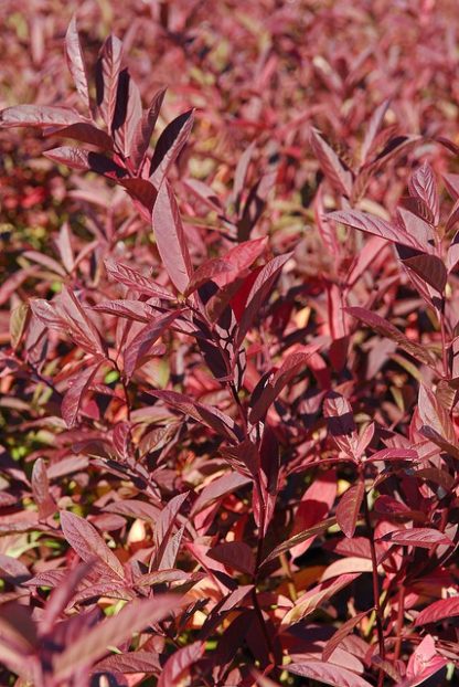 Close-up of thin red foliage growing on arching stems