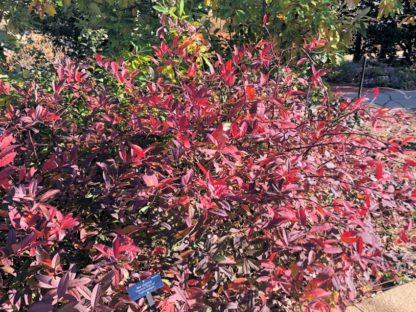 Bright red foliage on a large shrub