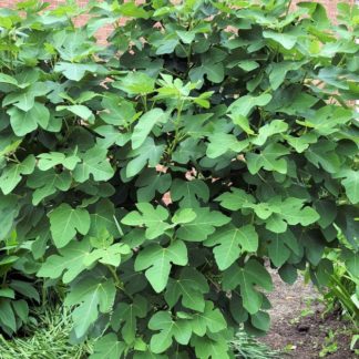 Mature shrub with large green leaves in garden in front of brick building