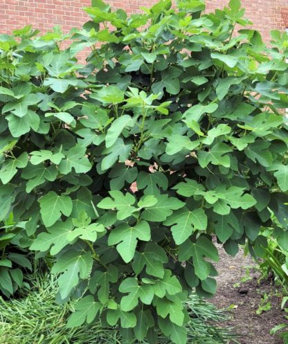 Mature shrub with large green leaves in garden in front of brick building