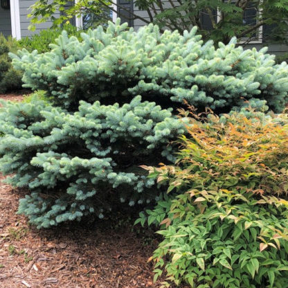 Large, round shrub with blue needles in garden