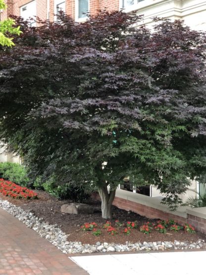 Mature small tree with burgundy colored leaves in garden with red flowers and stones in front of brick building