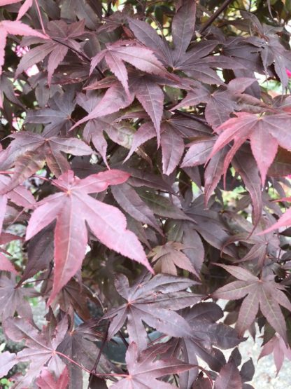 Close up of burgundy-red leaves
