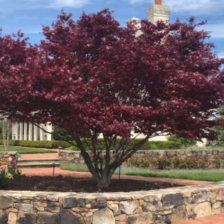 Mature small tree with burgundy colored leaves in garden circled by stone wall